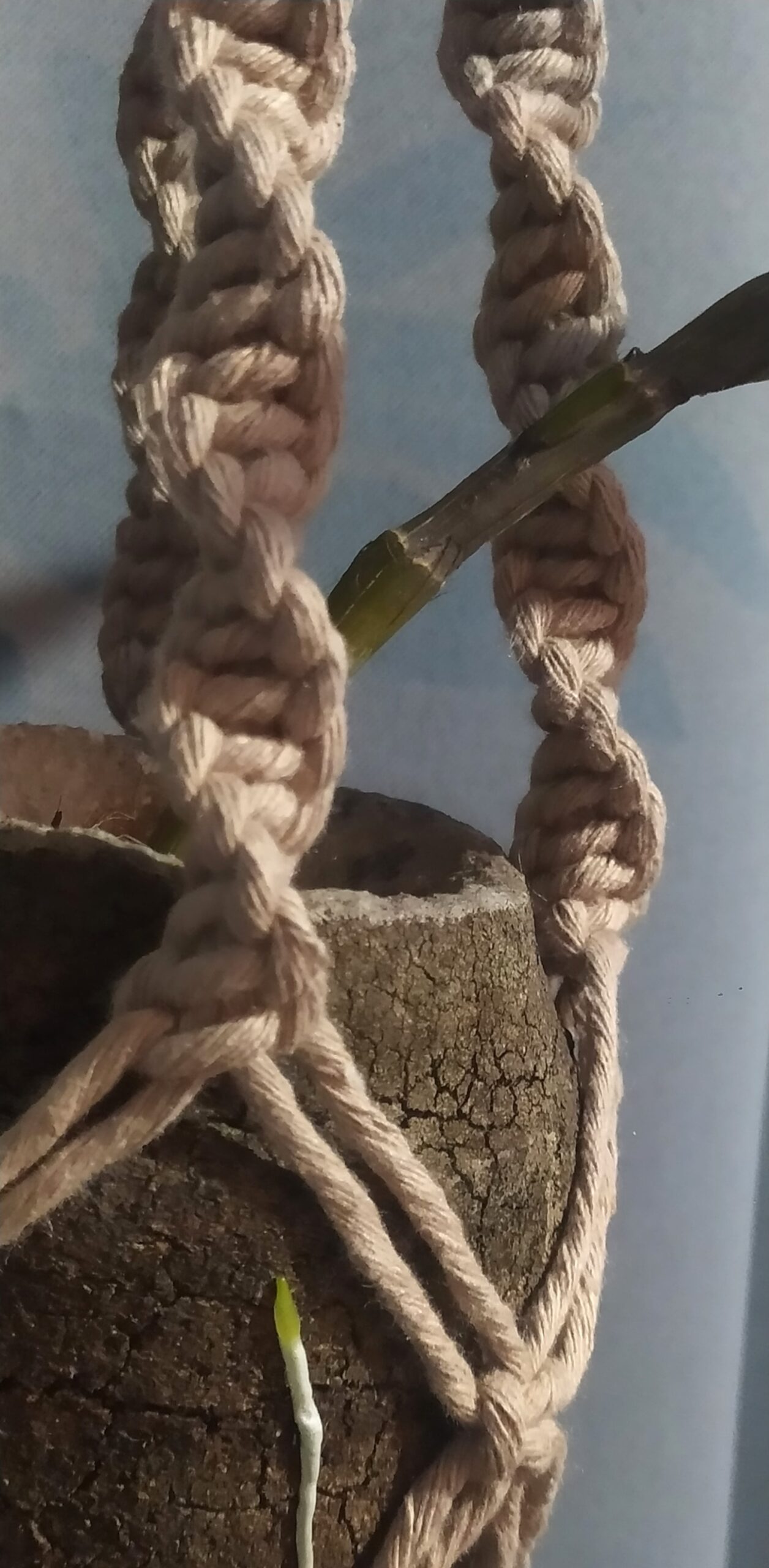 Suporte de Planta em Macramê e Cabaça de Sapucaia com Orquídea - Kit Completo - Imagem 2